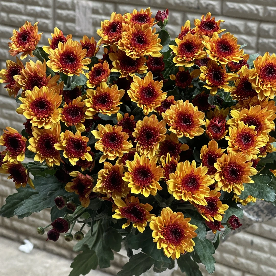 布鲁洛橙小菊10枝 全店任意5单一个运费