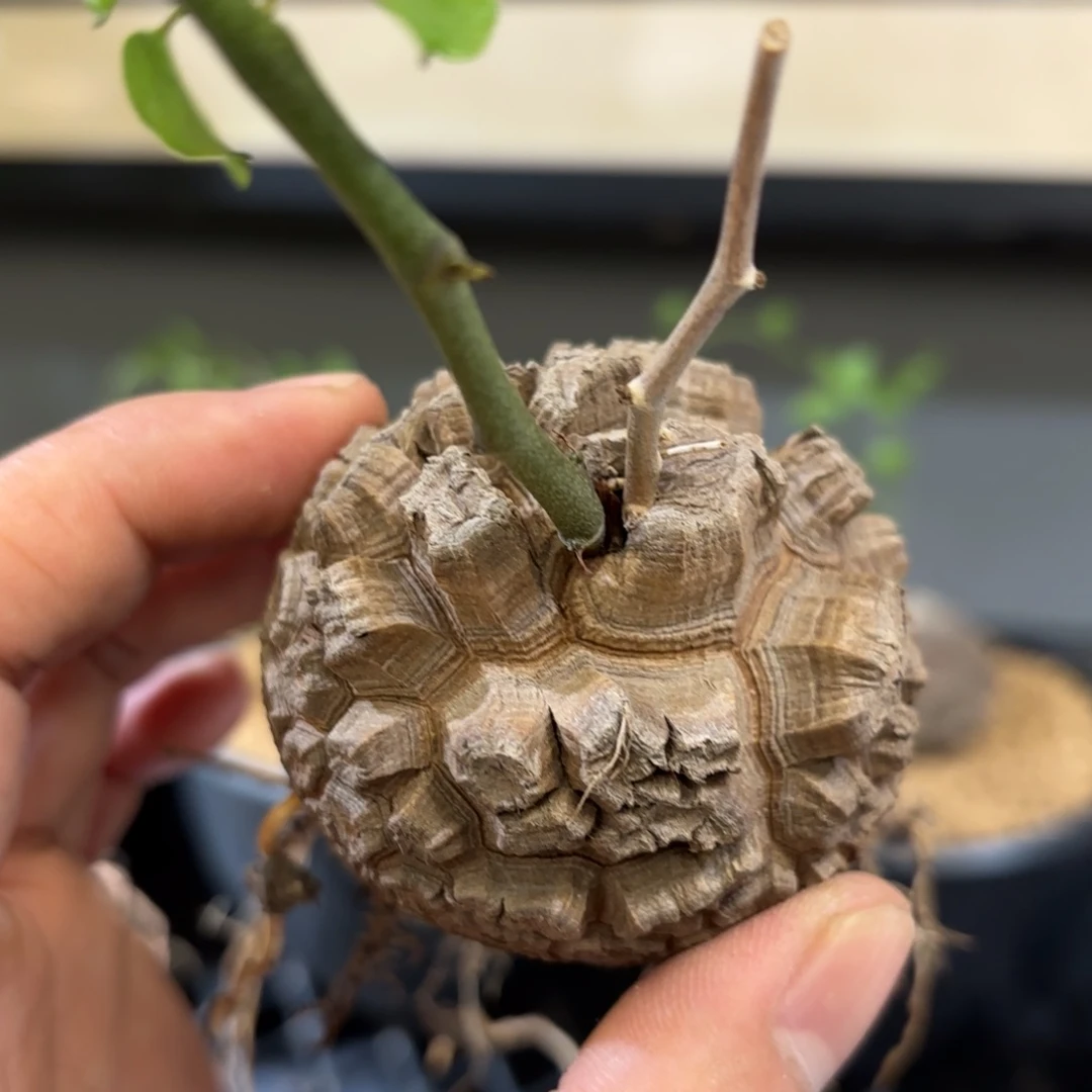 日系龟甲龙新到货
