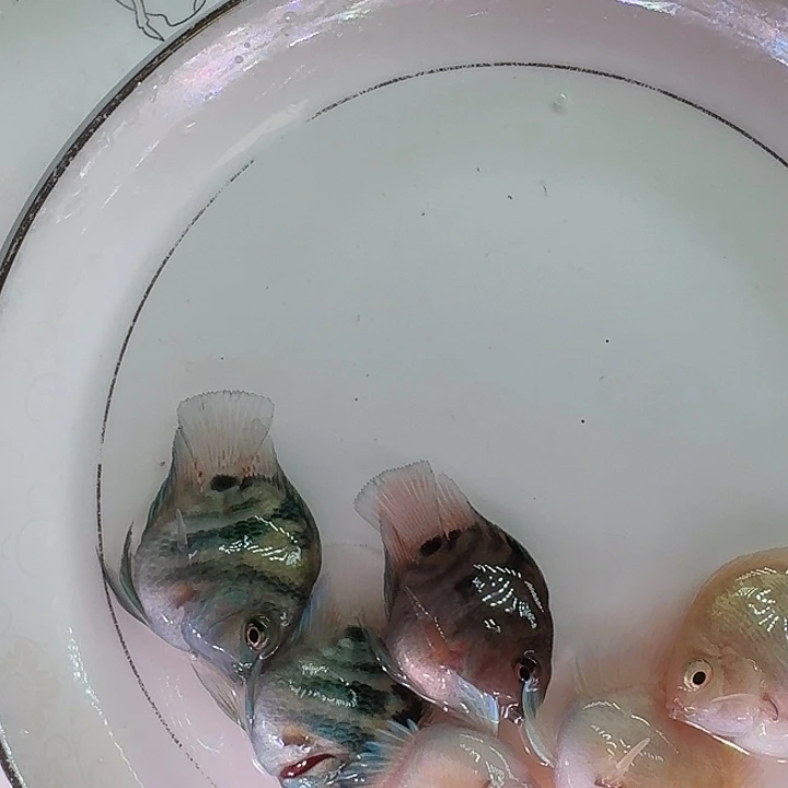 海水鱼迷你鹦鹉鱼