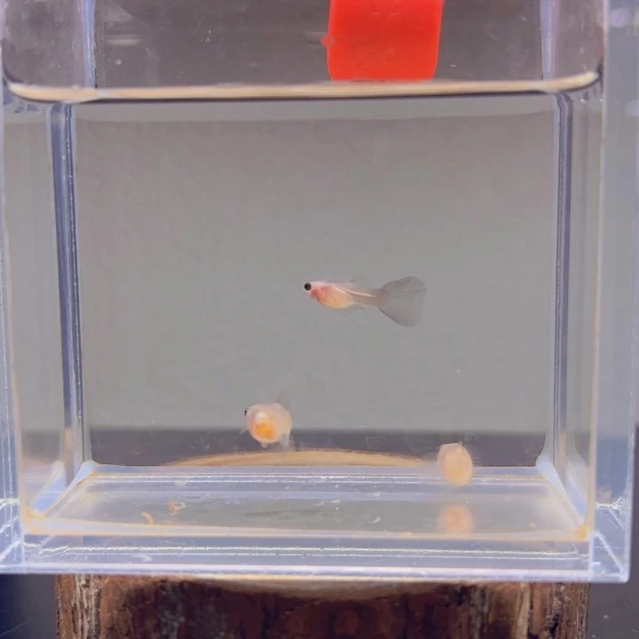 孔雀鱼玻璃猫孔雀鱼17