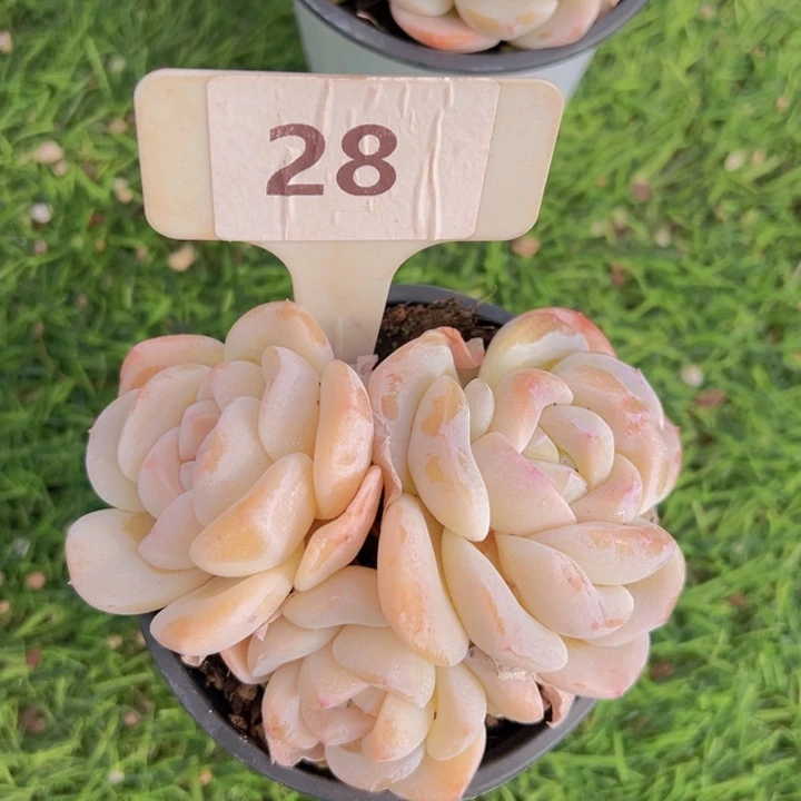 健健康康平平安安