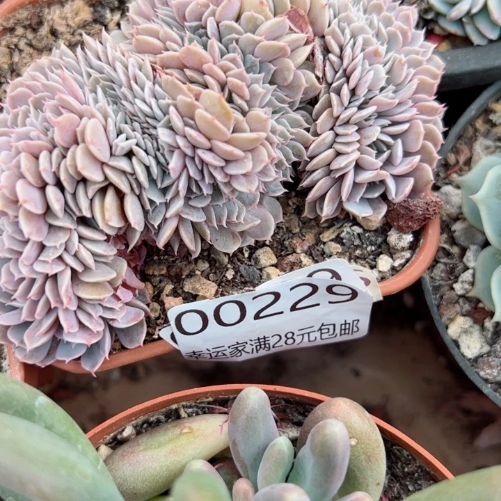 幸运的是我的朋友