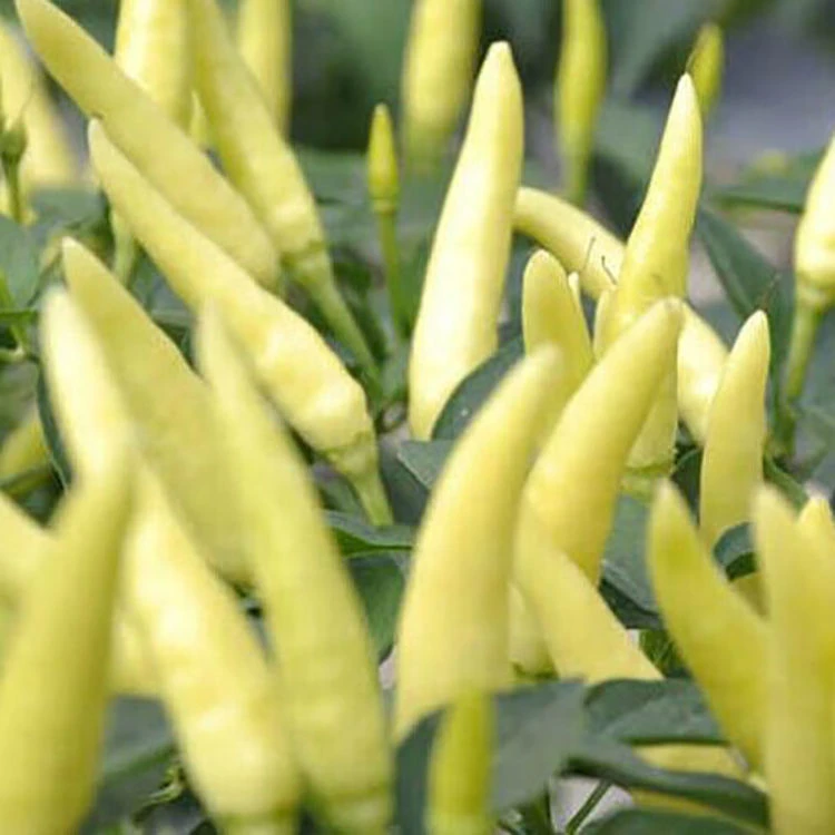 小米辣白米泡椒种子野山椒高产朝天椒种籽特辣二荆条泡辣椒蔬菜孑