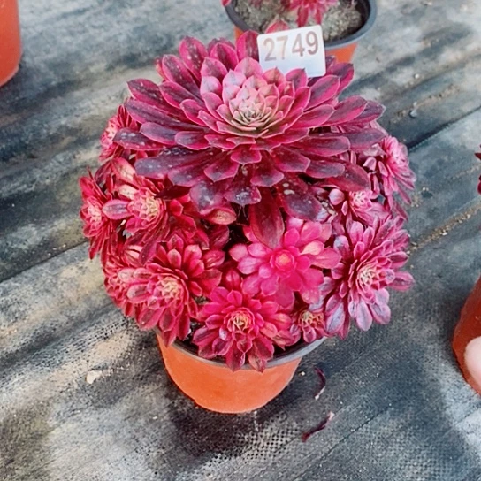 黑铜白2749多肉1111