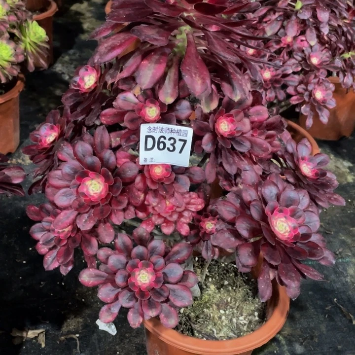 @****呀637丽娜111111多肉