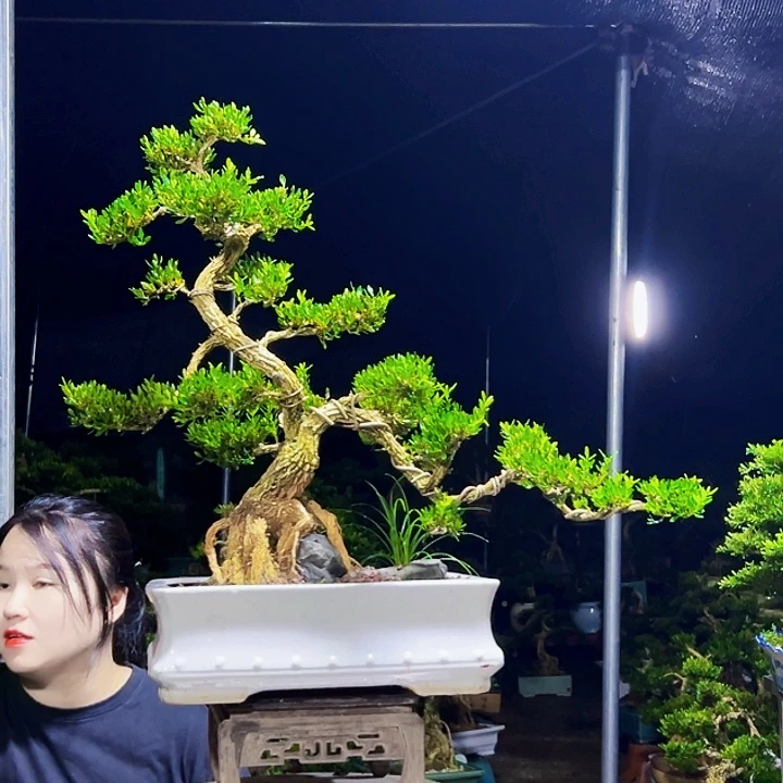 无花朵黄杨木