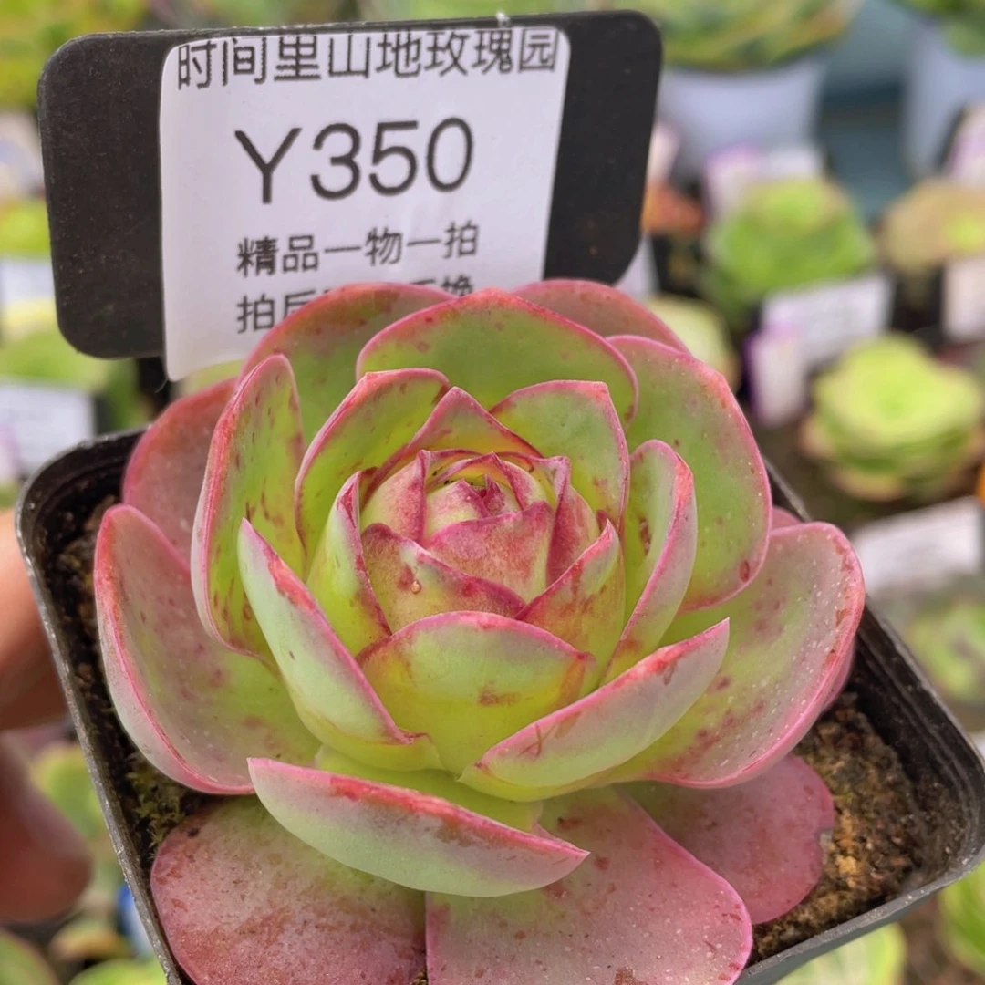 黄杂多肉福利350一物一拍