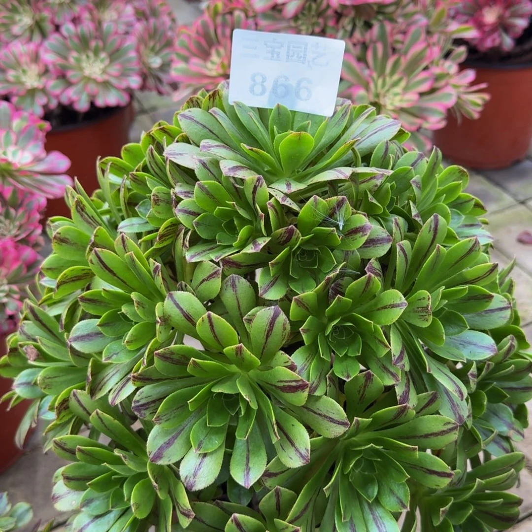 多肉植物866碧火法师