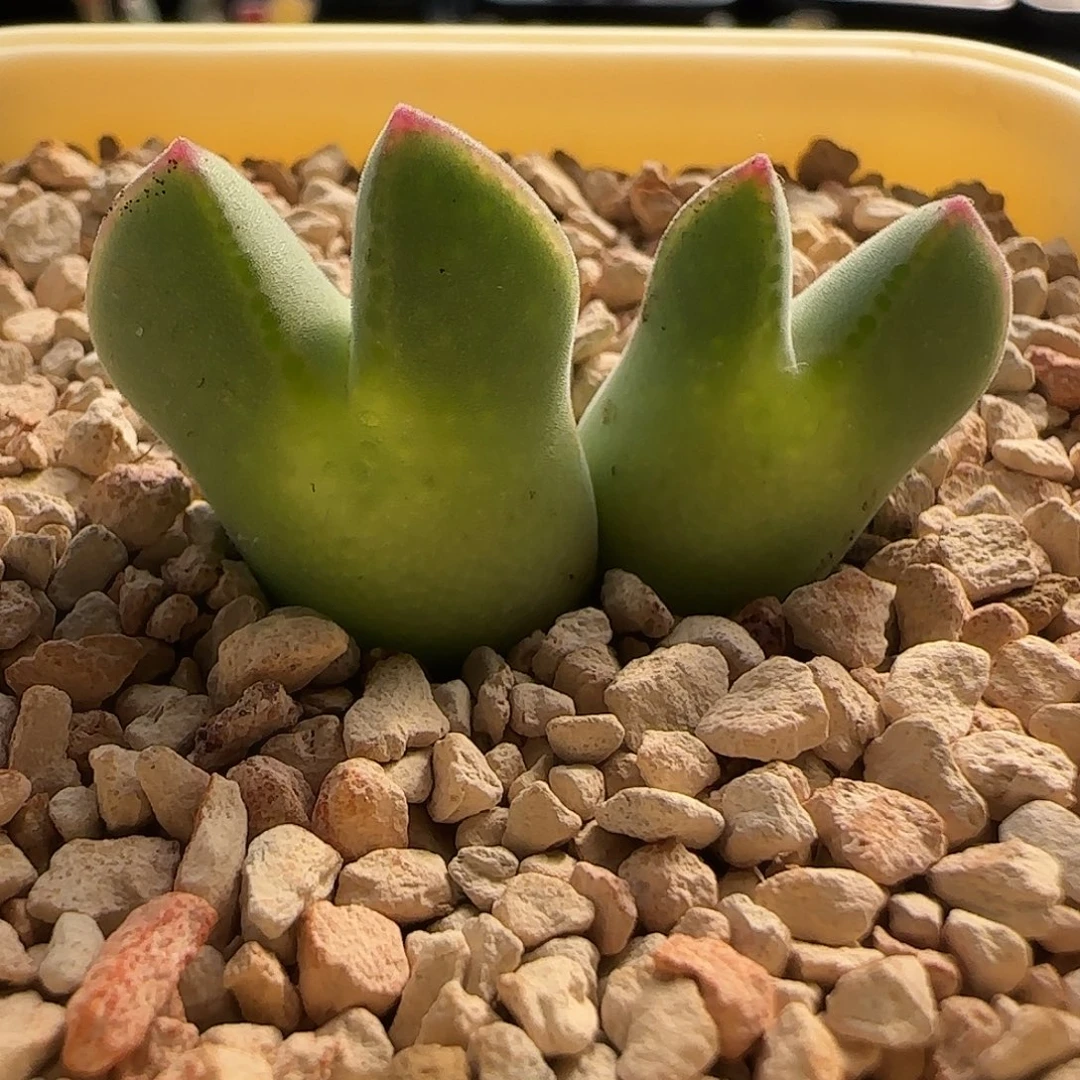 无花朵985x大眼睛