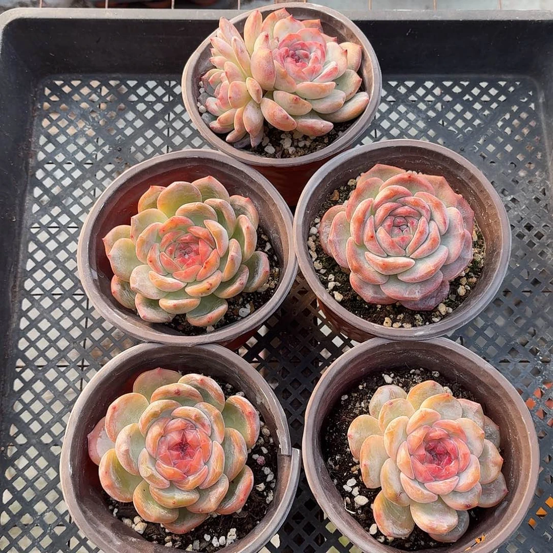 冰魄大单头5颗 脱土发货