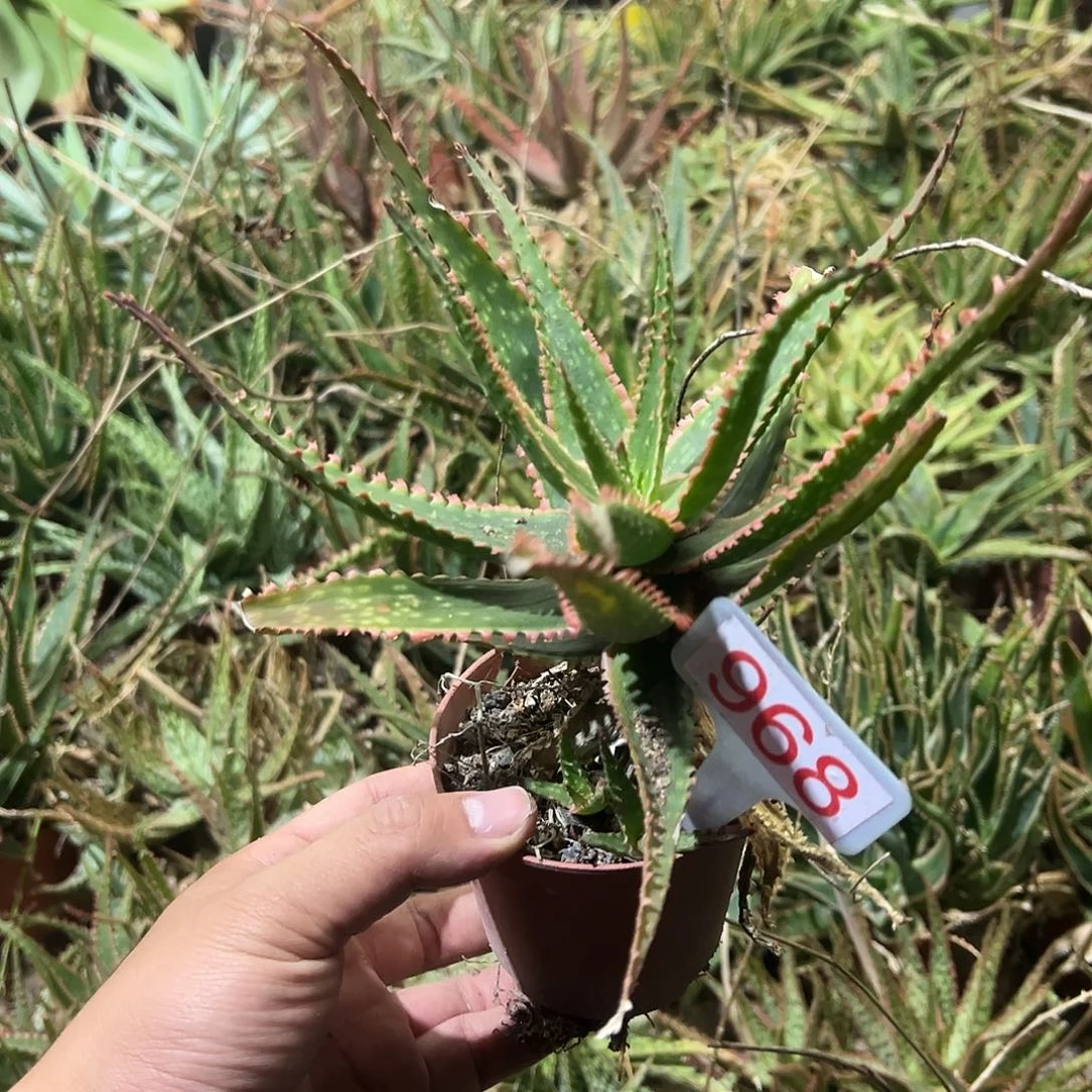 园艺芦荟芦荟系列968