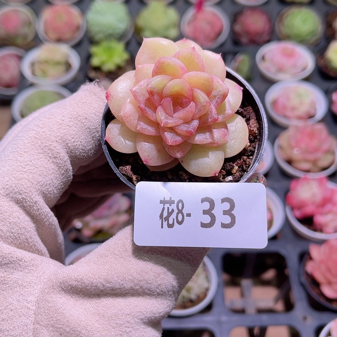 花利美8-33新品单头