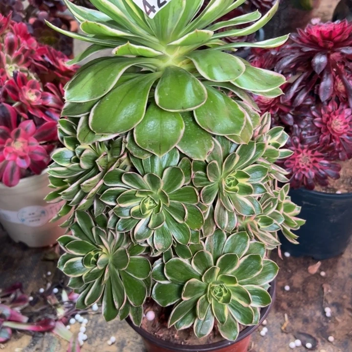 大绿叶玫瑰锦429多肉法师一物一拍