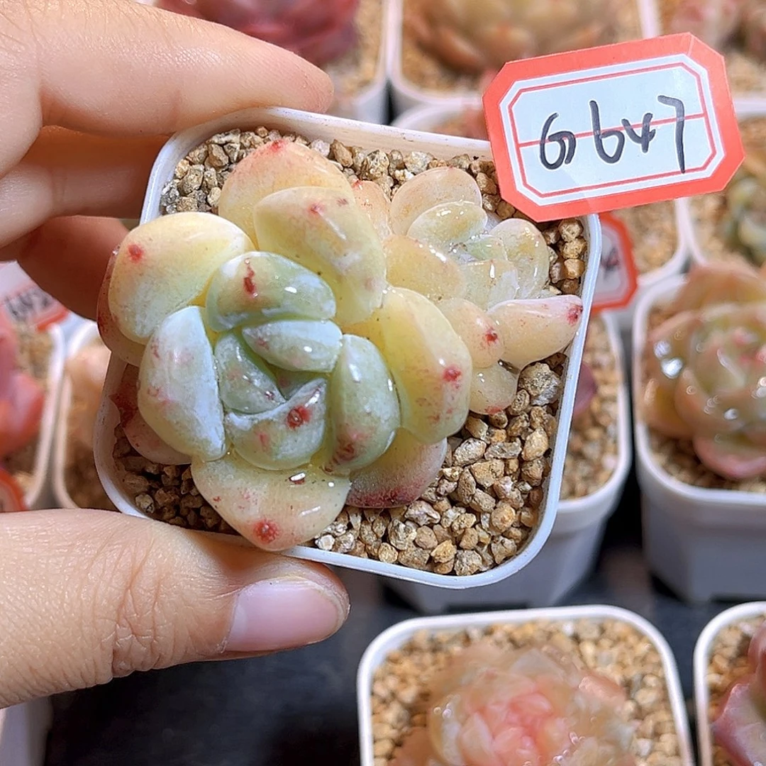 G647  刚毅石化多肉