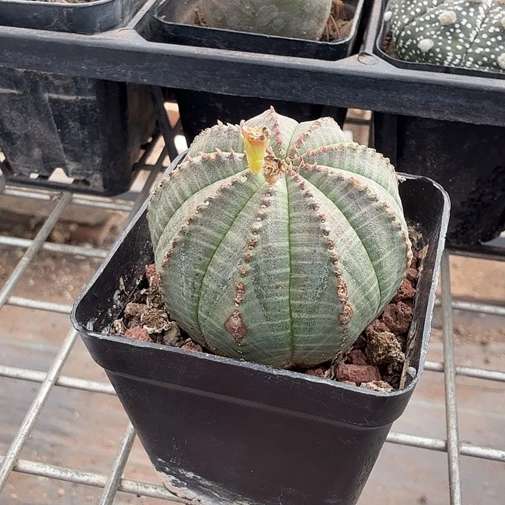 欧布单头球4仙人球