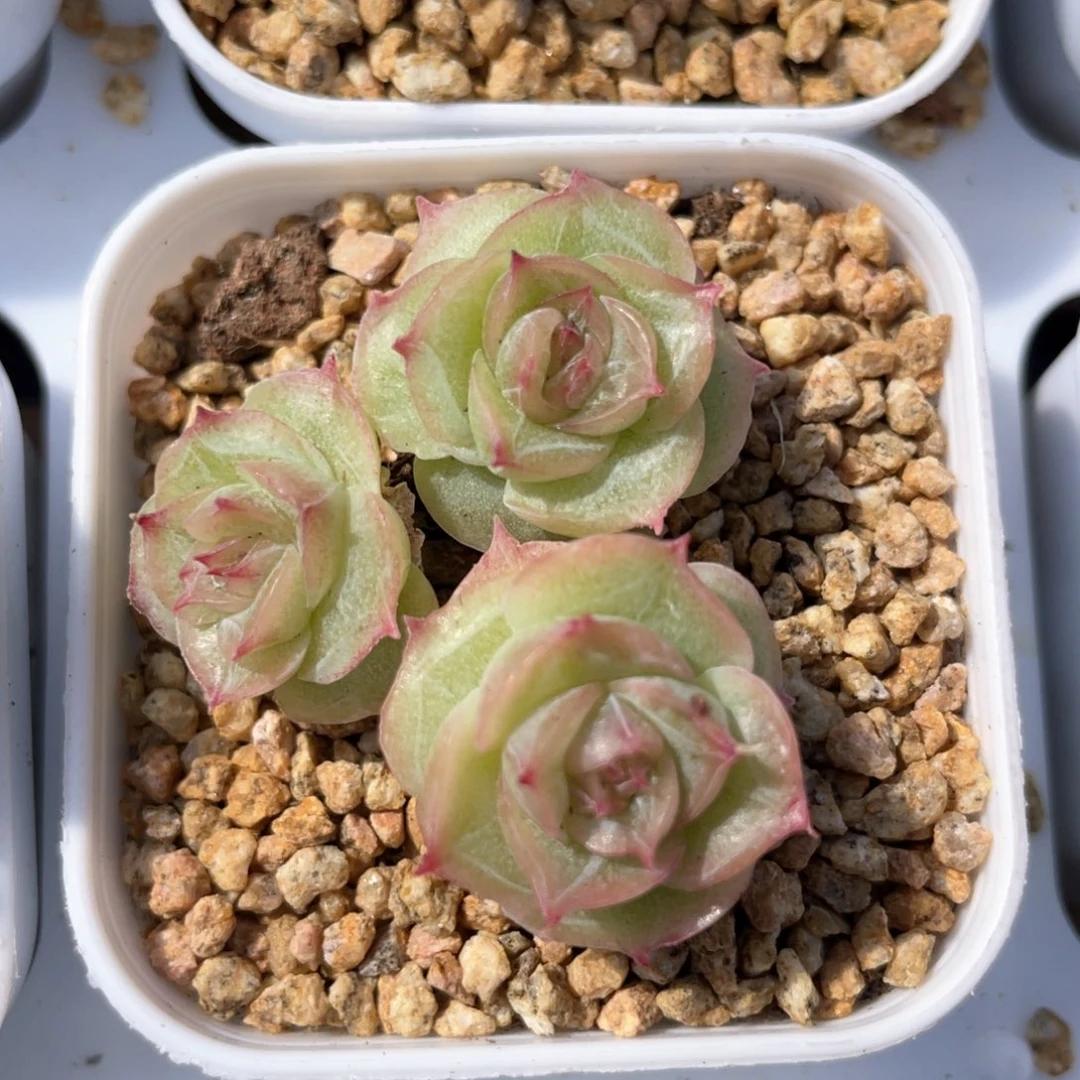 优选山茶花虾饺1203
