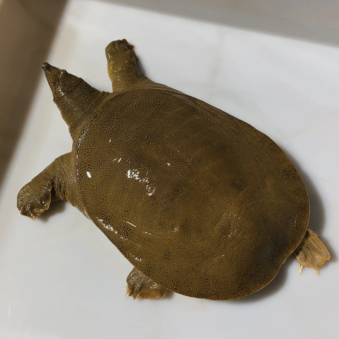 中国大陆野生甲鱼包邮