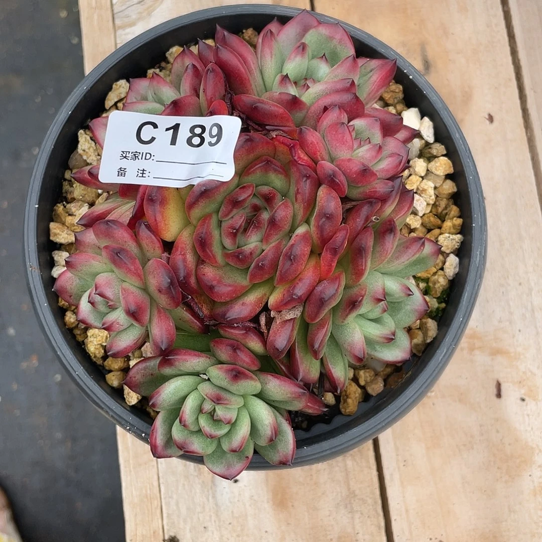 若如东云单拍C189