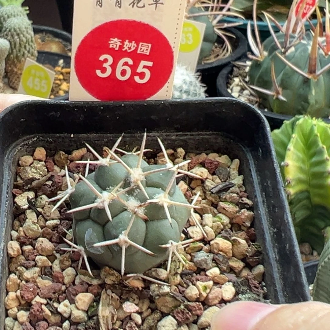 实生顶花大祥冠2.4cm一棵仙人球