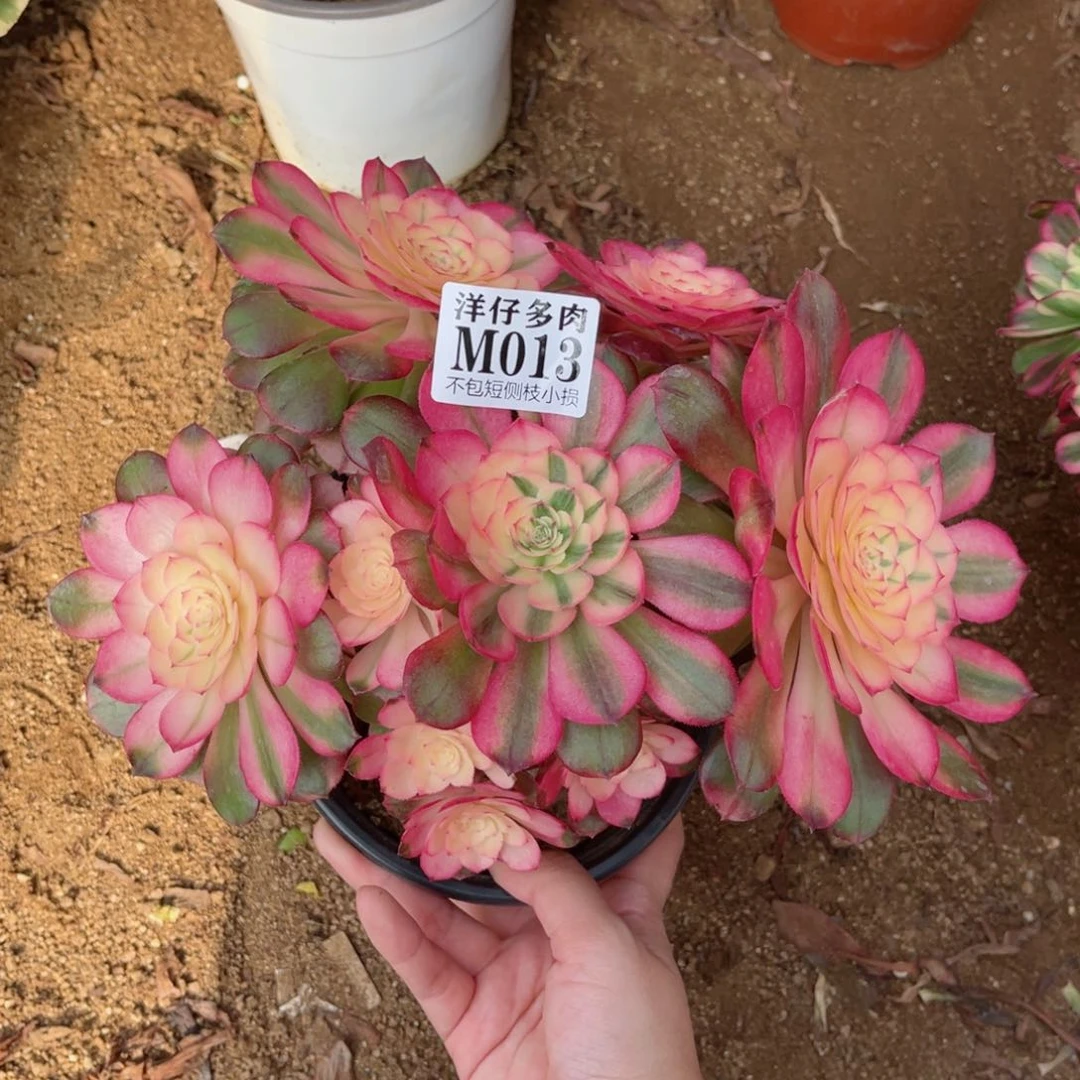 013荔枝 冠幅20左右