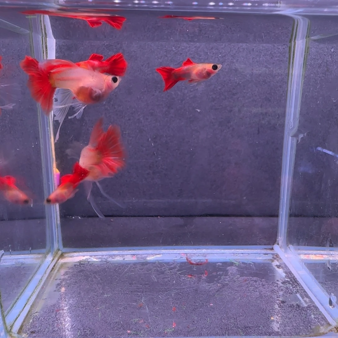 皮***裆海水鱼玻璃猫两对