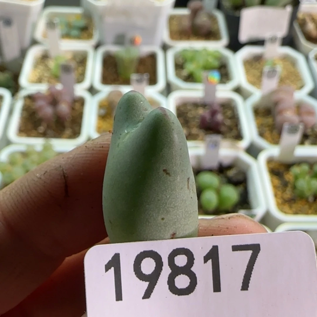 【闪购商品】吖*19817