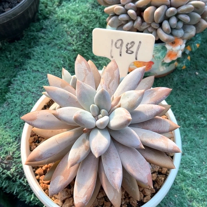 彩胖作1981号码牌子的话