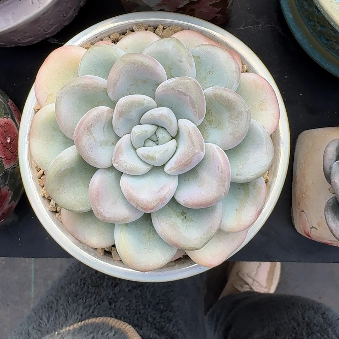 玉麒麟 单头 一物一拍