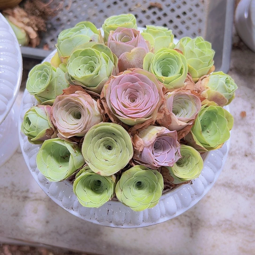 20朵罗马盆坐好发货