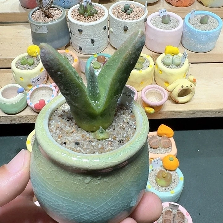 红陶蘑菇264怪奇鸟