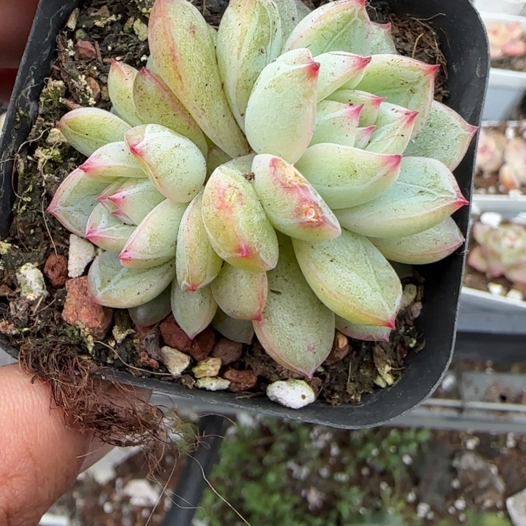 多肉小卡拉米糖心一物一拍