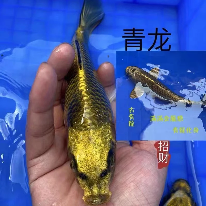 锦鲤活鱼古黄金高端观赏鱼火鲤冷水鱼秋翠淡水鱼孔雀活鱼好养耐活