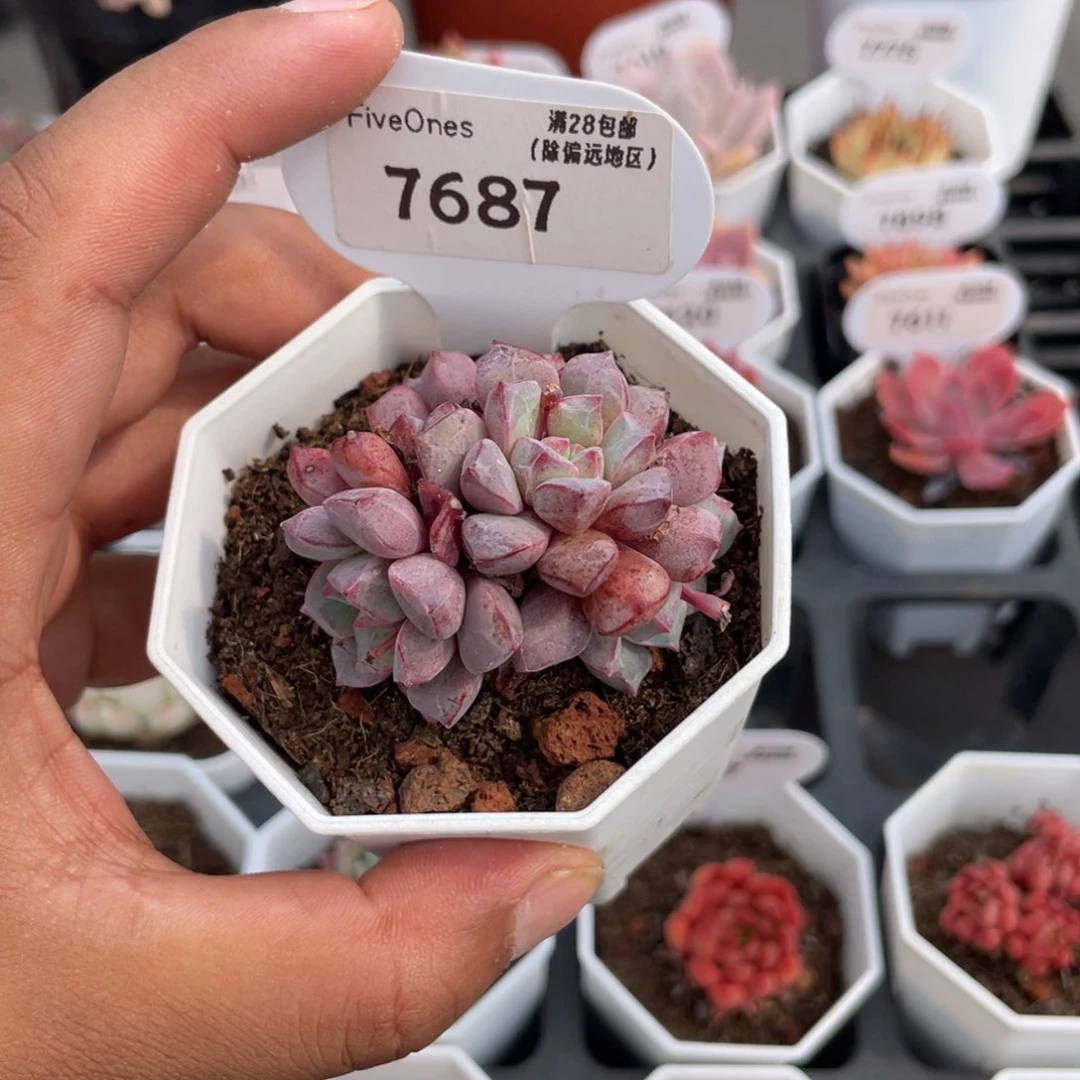 7687蓝宝石4.5厘米