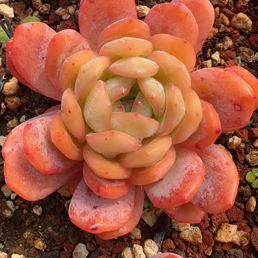 玉*精品全明星一物一拍