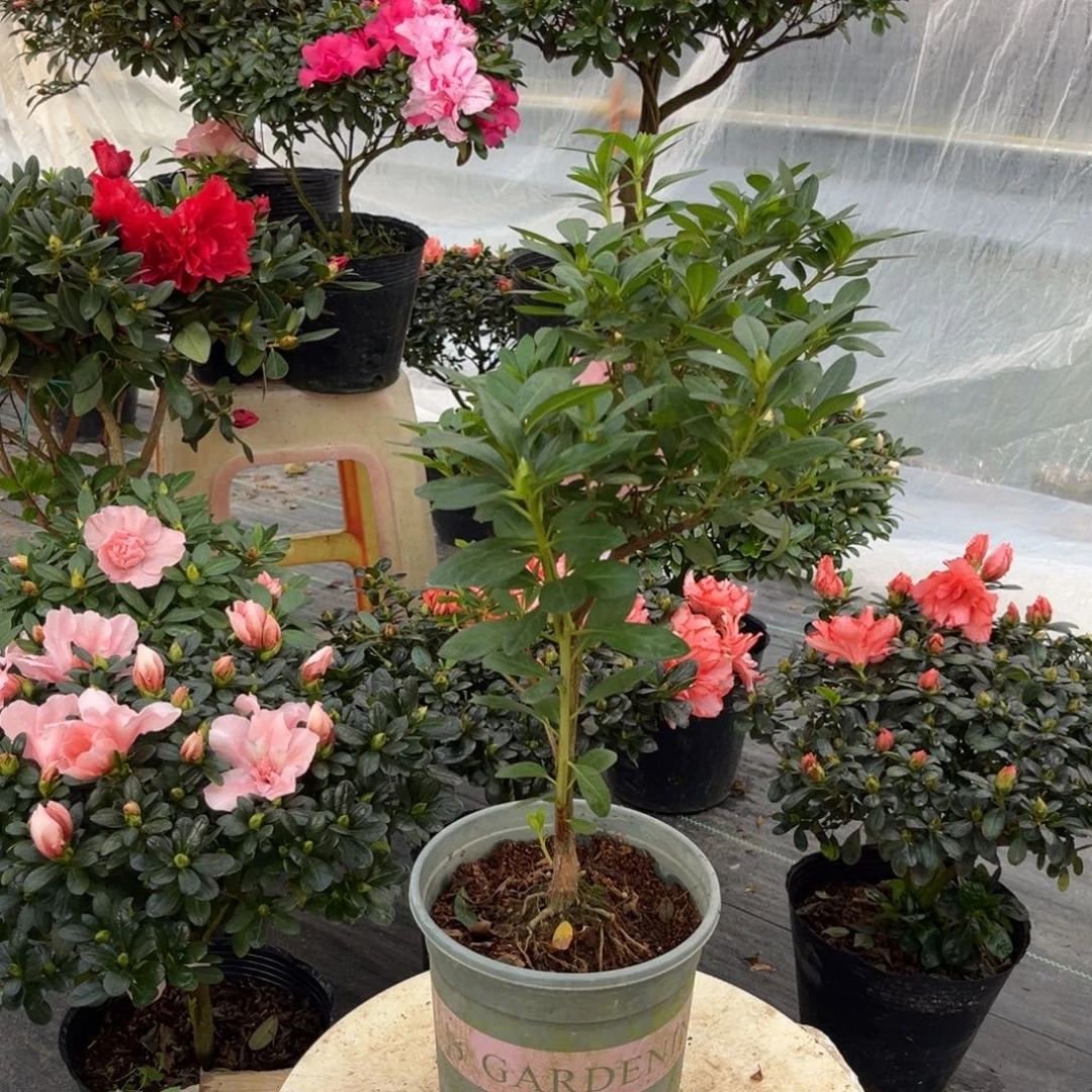 善****大部分花苞少量开放