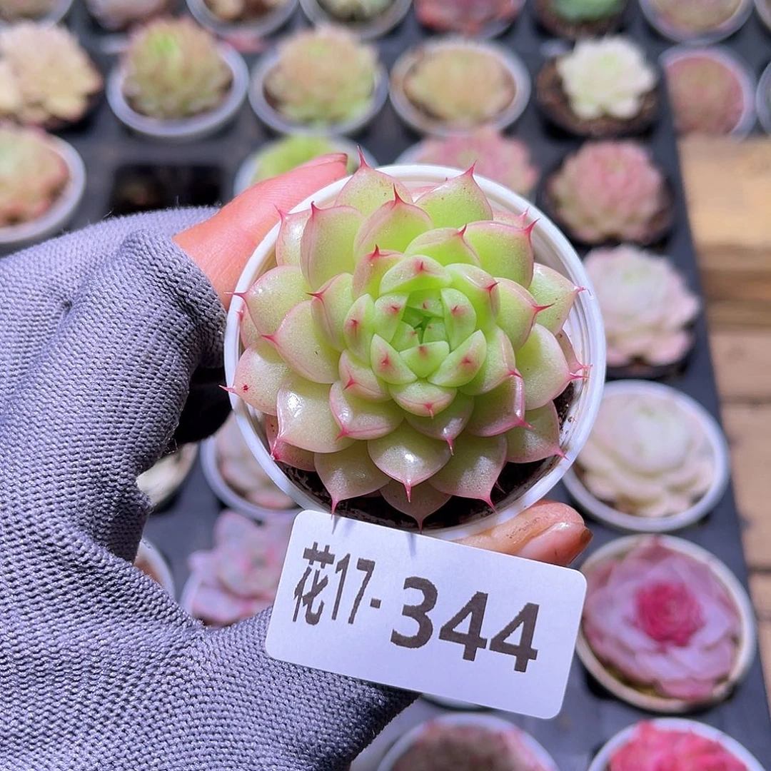 花17-344海王单头