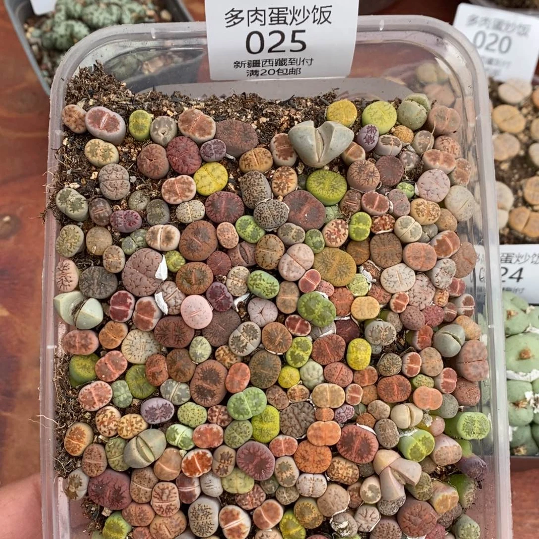 感谢您的支持，0025