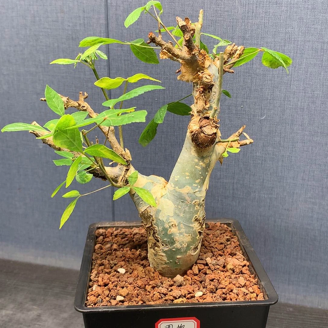 蓝白皮图坎产地熟桩