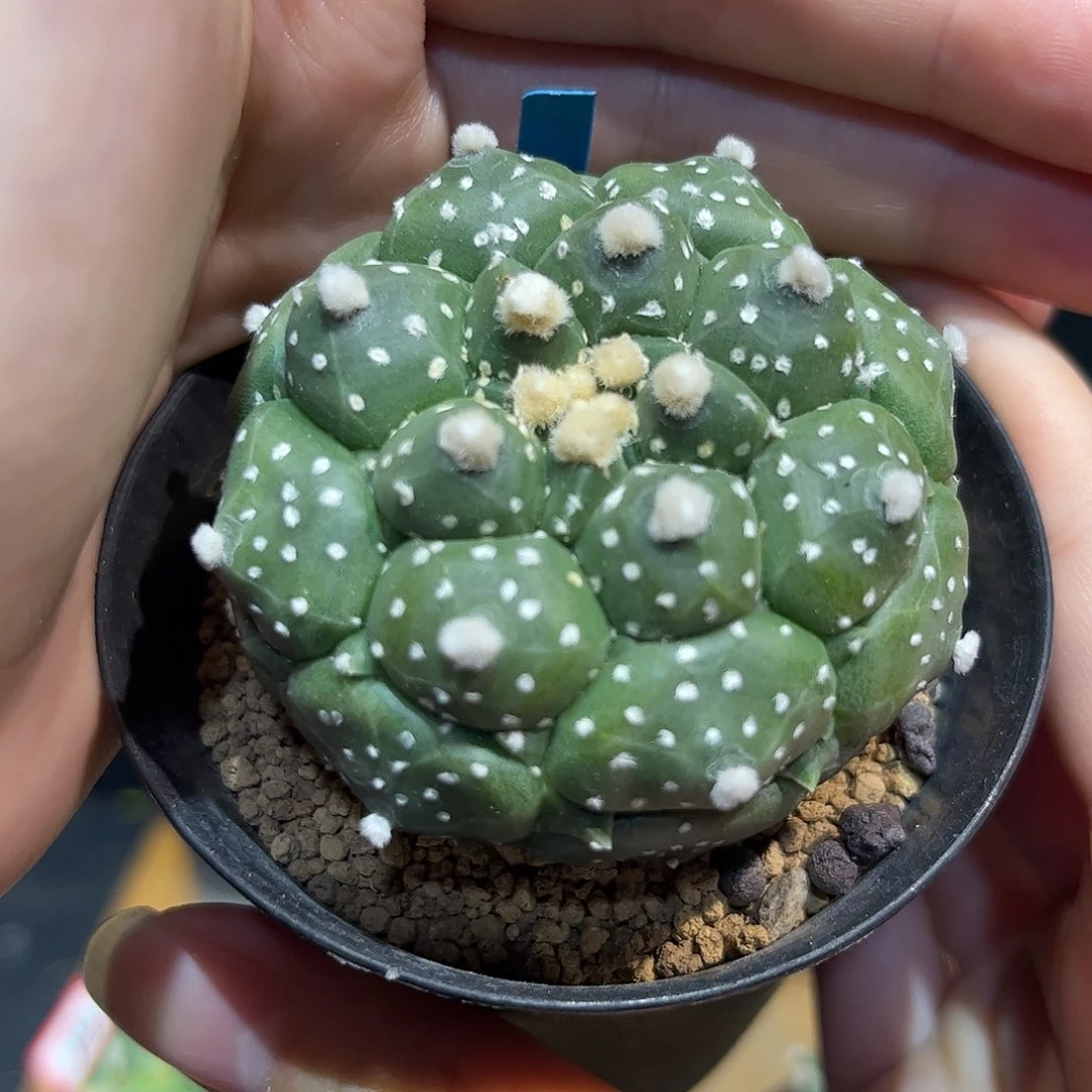 20号实生佛头点点龟甲兜