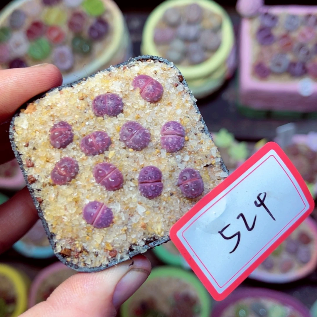 524生石花带盆发1