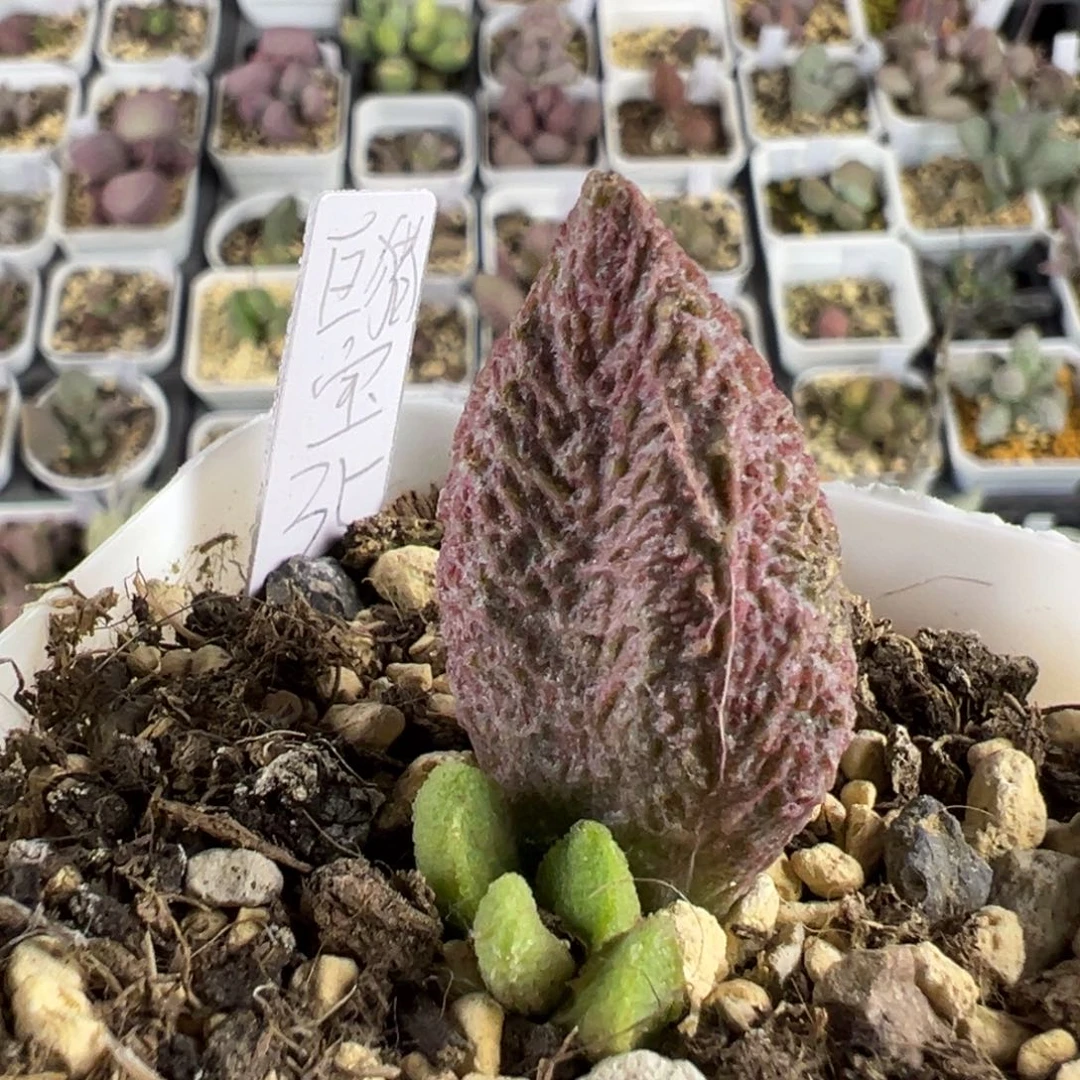 巨猪宝母叶有疤特价