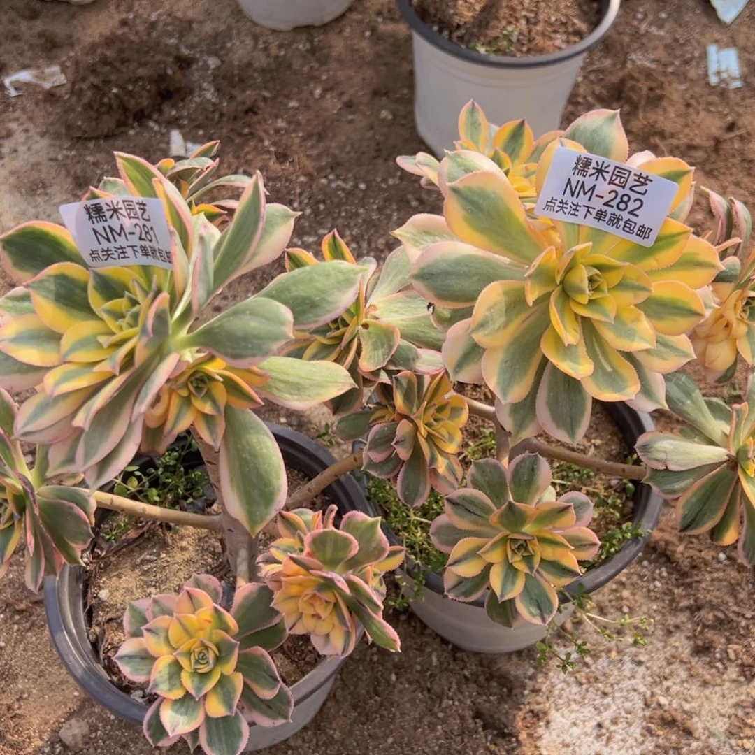 灿烂两颗组281-82多肉植物