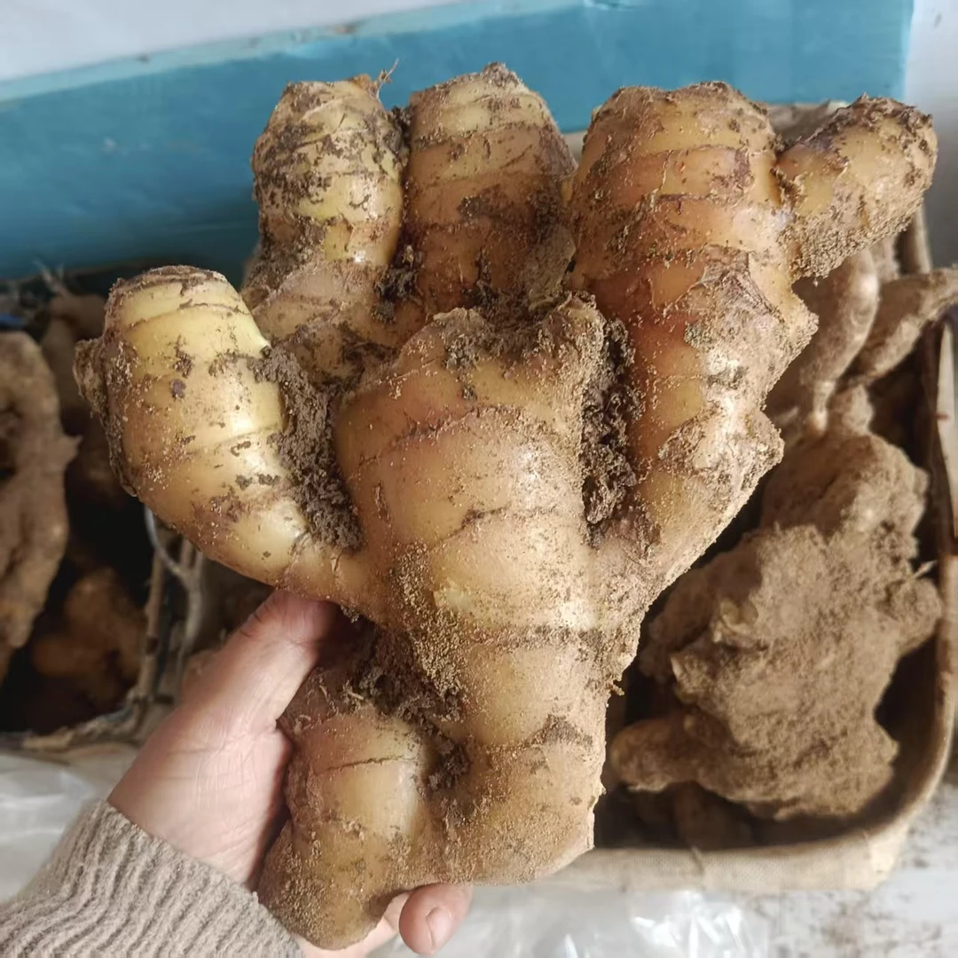 现挖现发山东老黄姜福利大块【微带泥路上有断折介意勿拍】