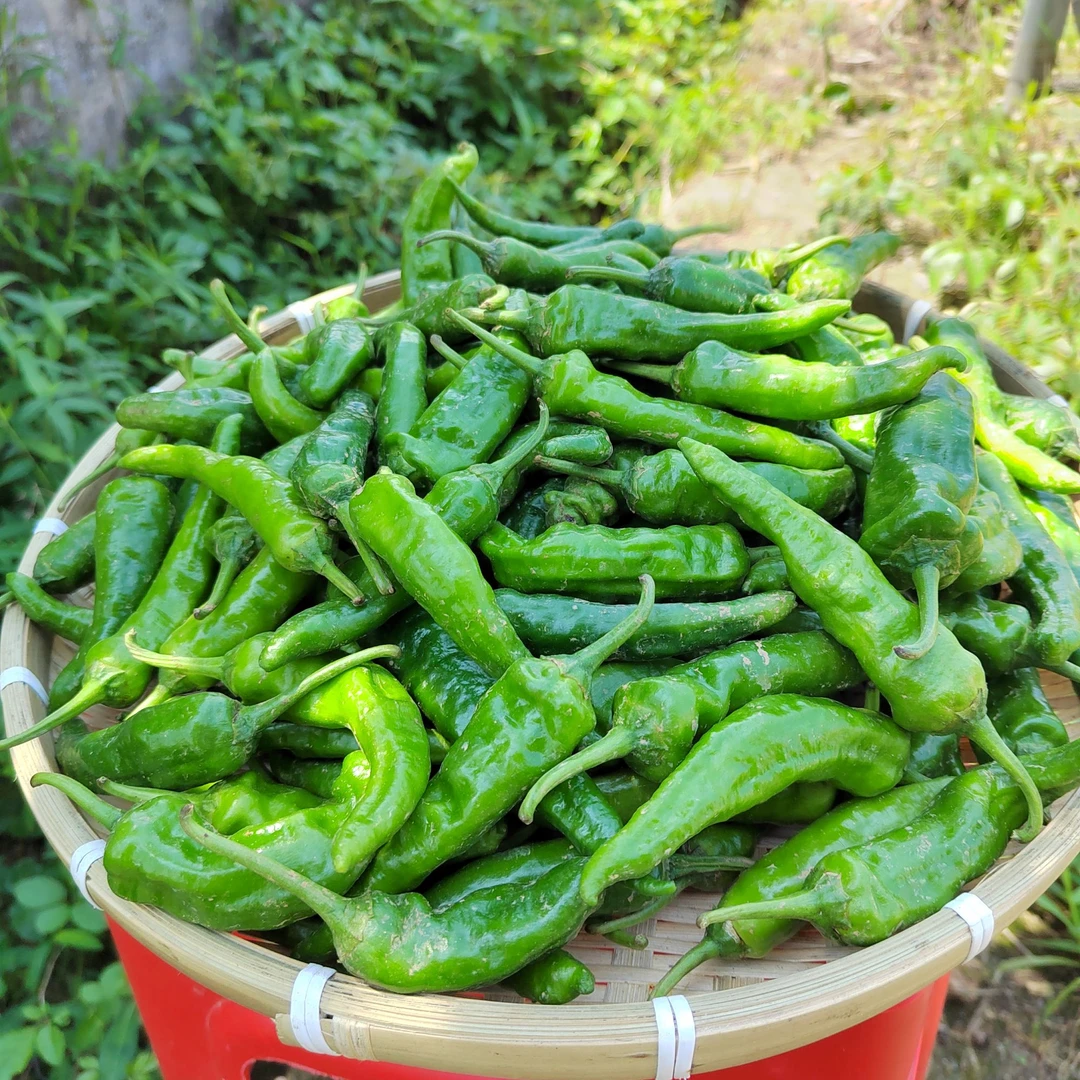 农家自种薄樟树椒新鲜椒超中辣现摘现发