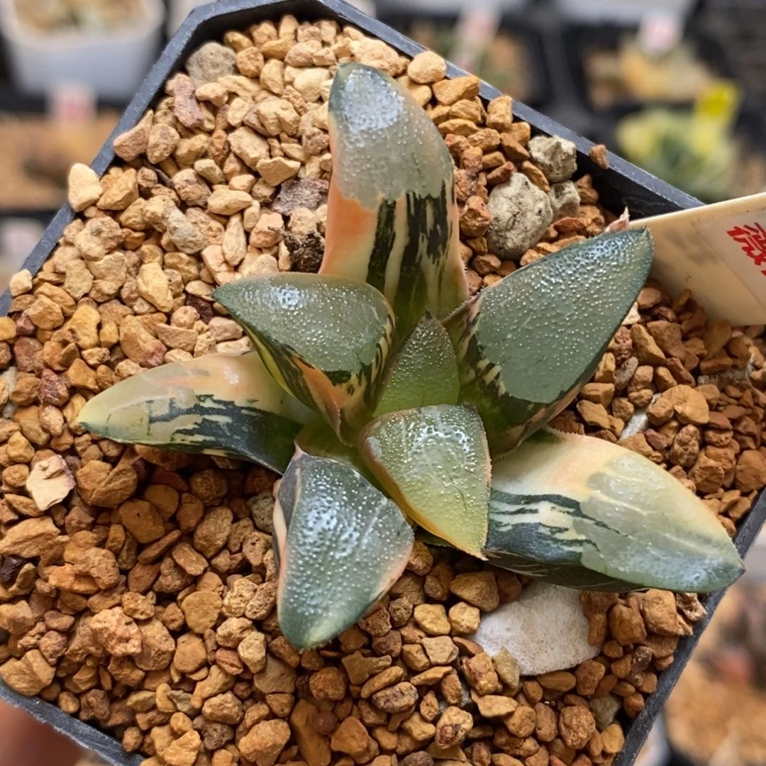 464丘比特克多肉植物
