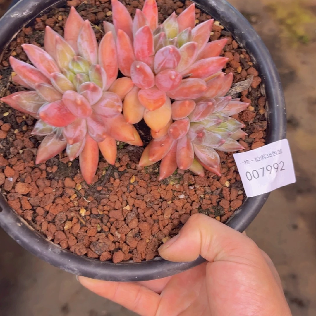 多肉一物一拍7992