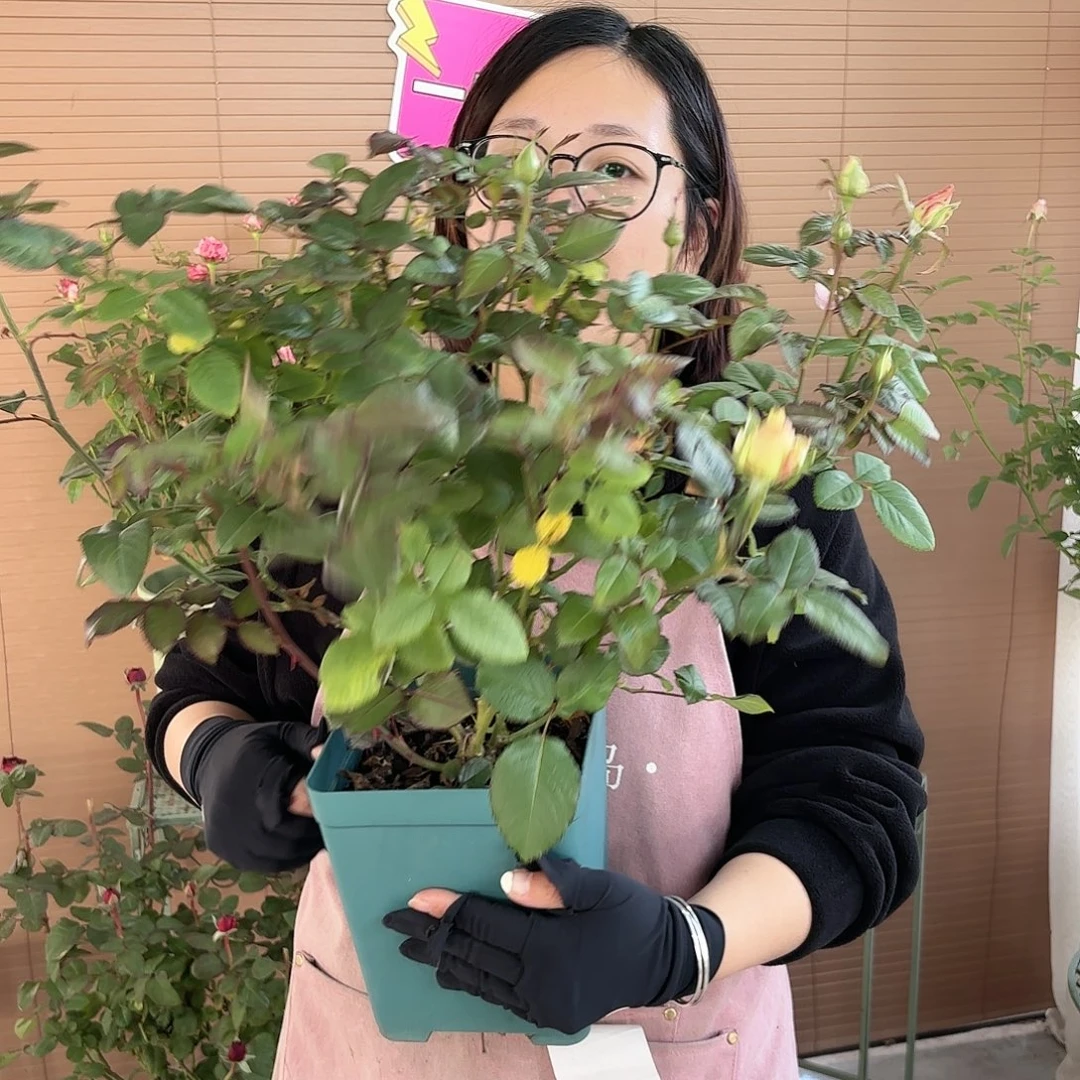 白雪山1.5加仑扦插