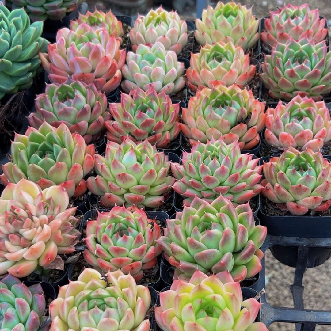 551的人都在用这个词了