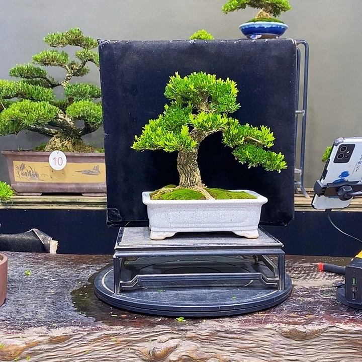 少***躁无花朵黄杨盆景四季常青