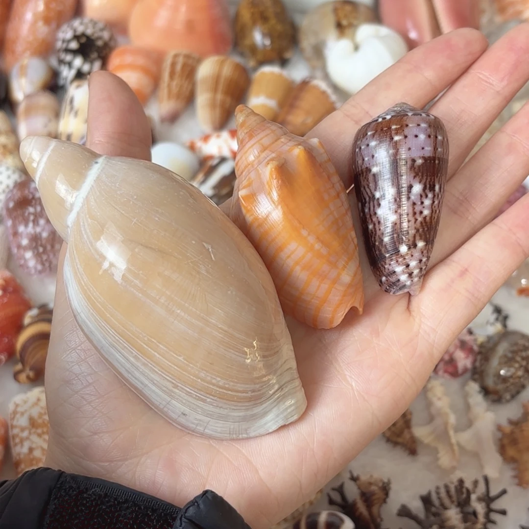 源***儿天然海螺标本福利福利